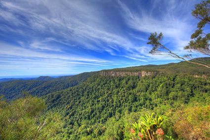 Canyon Lookout - Springbrook National Park - QLD SQ (PB5D 00 4253)